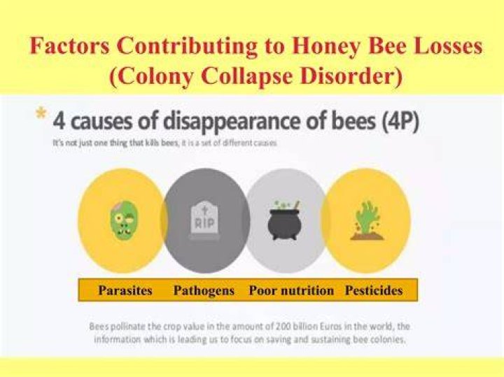 What are some factors contributing to the disappearance of honey bees?