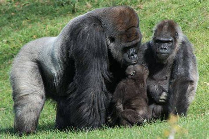 What is the habitat of a western lowland gorilla?